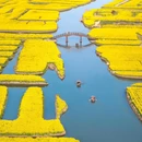 水上油菜花 - 泰州市旅游 缩略图 3