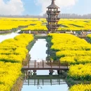 水上油菜花 - 泰州市旅游 缩略图 4