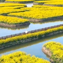 水上油菜花 - 泰州市旅游 缩略图 7