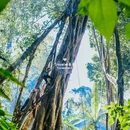 西双版纳基诺山巴朵幽谷雨林徒步 - 西双版纳傣族自治州旅游 缩略图 5