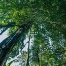 西双版纳基诺山巴朵幽谷雨林徒步 - 西双版纳傣族自治州旅游 缩略图 7