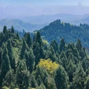 樱桃观景台 - 眉山市旅游 缩略图 5