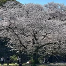 福冈 - 日本旅游 缩略图 5
