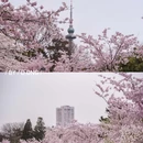 青岛中山公园 - 青岛市旅游 缩略图 4