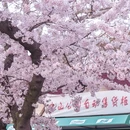 青岛中山公园 - 青岛市旅游 缩略图 7