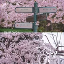 青岛中山公园 - 青岛市旅游 缩略图 8