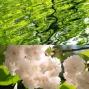 杭州西湖风景名胜区-乌龟潭景区 - 杭州市旅游 缩略图 6