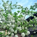扬州大运河文化旅游度假区·宋夹城体育休闲公园 - 扬州市旅游 缩略图 2