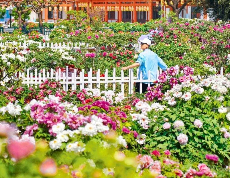 曹州牡丹园 - 菏泽市旅游 1