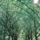 雍和宫 - 北京市旅游 缩略图 7