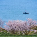 仰口游览区 - 青岛市旅游 缩略图 9