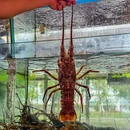 品味轩·乳鸽王·海鲜渔港·团建聚餐(华南城店) - 深圳市旅游 缩略图 8