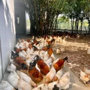 悦兴私房菜馆.地道顺德菜 - 佛山市旅游 缩略图 8