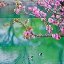 颐和园-西堤 - 北京市旅游 缩略图 4