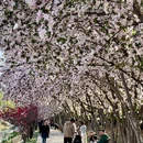 花家地公园 - 北京旅游 缩略图 1
