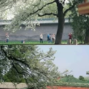 天坛公园 - 北京市旅游 缩略图 1