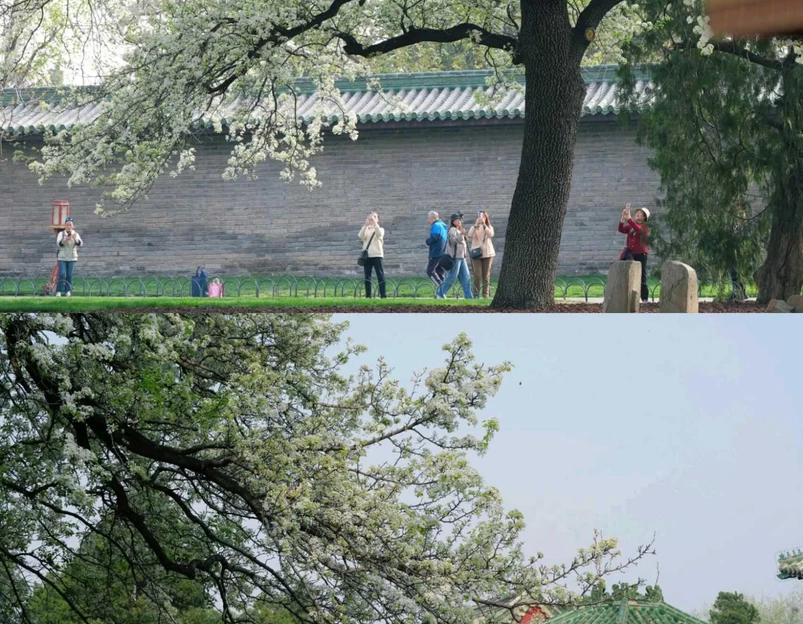 天坛公园 - 北京市旅游 1