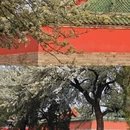 天坛公园 - 北京市旅游 缩略图 9