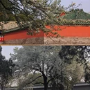 天坛公园 - 北京市旅游 缩略图 7