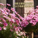 和顺古镇景区-中天寺 - 保山市旅游 缩略图 6