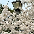 青岛中山公园 - 青岛旅游 缩略图 8