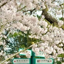 青岛中山公园 - 青岛旅游 缩略图 7