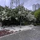 漕河泾公园 - 上海市旅游 缩略图 4