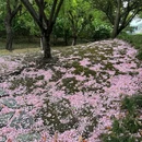 漕河泾公园 - 上海市旅游 缩略图 9