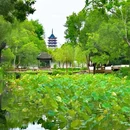 拙政园 - 苏州市旅游 缩略图 2