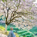 婺源篁岭景区-水街 - 上饶市旅游 缩略图 7