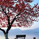 白堤 - 杭州旅游 缩略图 3