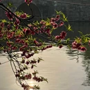 白堤 - 杭州旅游 缩略图 7