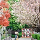 天一阁·月湖景区 - 宁波市旅游 缩略图 8