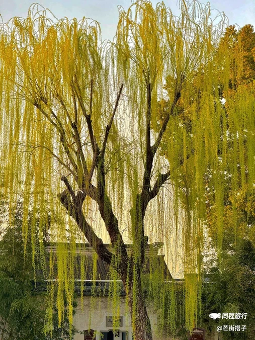 拙政园 - 苏州市旅游