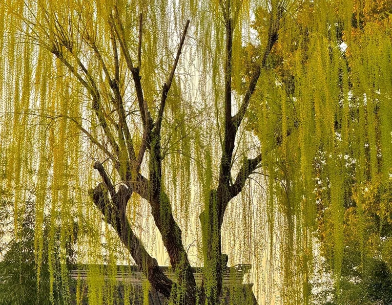 拙政园 - 苏州市旅游 1