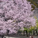 秀巴千年古堡群 - 林芝市旅游 缩略图 6