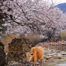 秀巴千年古堡群 - 林芝市旅游 缩略图 5