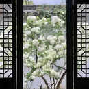 沧浪亭 - 苏州市旅游 缩略图 6