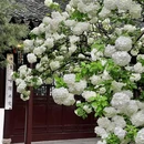 沧浪亭 - 苏州市旅游 缩略图 9