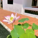 曼谷 - 泰国旅游 缩略图 6
