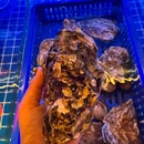 北李妈妈菜(东港凯丹广场店) - 大连市旅游 缩略图 6