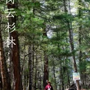 岗云杉林 - 林芝市旅游 缩略图 1