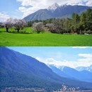 岗云杉林 - 林芝市旅游 缩略图 8