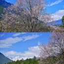 岗云杉林 - 林芝市旅游 缩略图 7