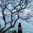 柳浪闻莺 - 杭州市旅游 缩略图 2