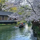 柳浪闻莺 - 杭州市旅游 缩略图 1