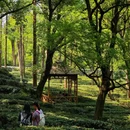 虎丘山风景名胜区 - 苏州旅游 缩略图 9