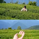飘渺茶园停车场 - 林芝市旅游 缩略图 3