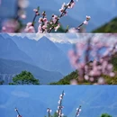 飘渺茶园停车场 - 林芝市旅游 缩略图 5