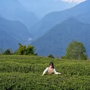 飘渺茶园停车场 - 林芝市旅游 缩略图 2